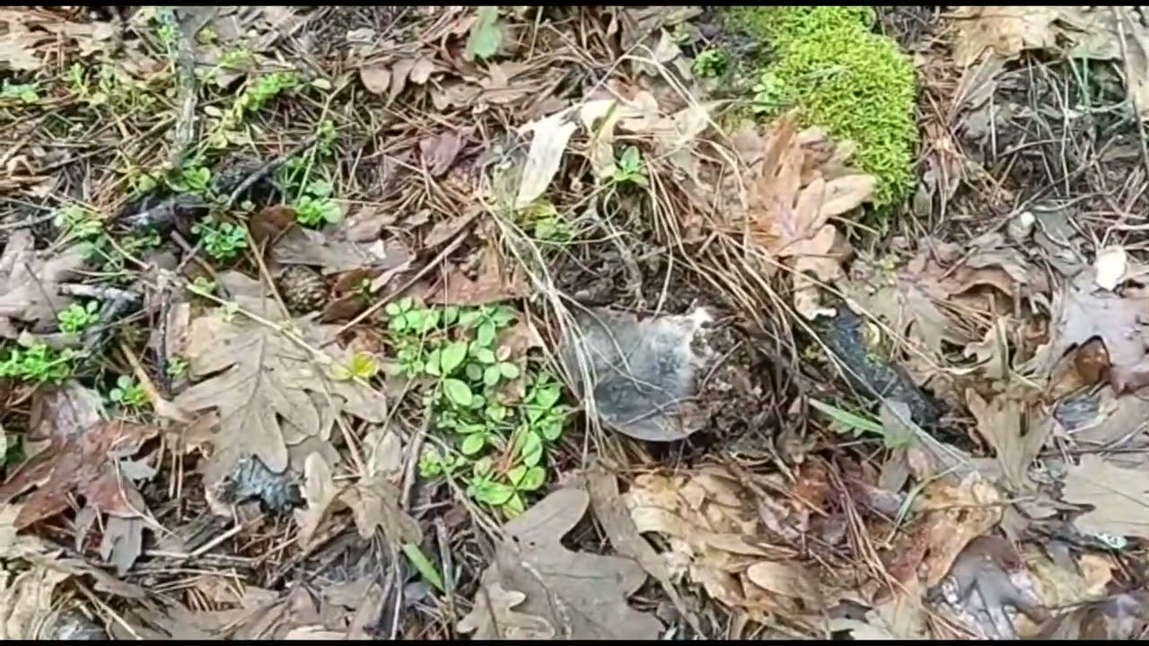 MARZUELOS-HYGROPHORUS MARZUOLUS