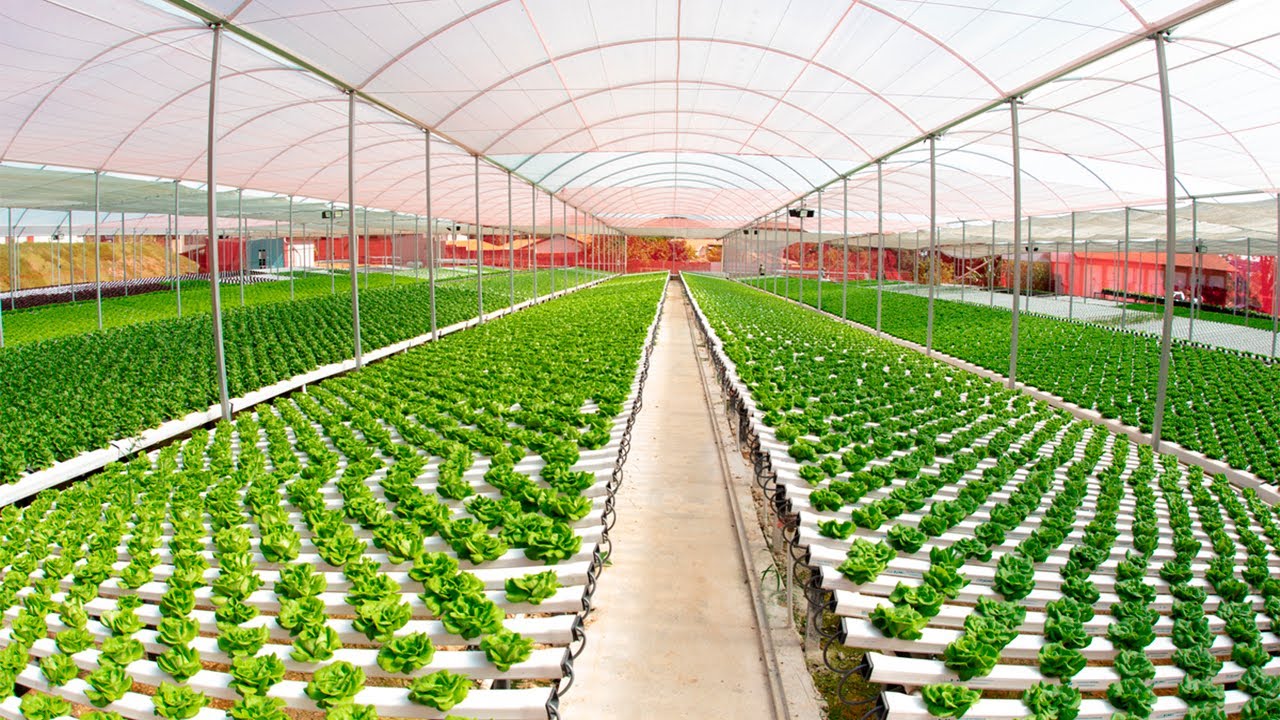 HIDROGOOD - MOVIDOS POR INOVA&Ccedil;&Atilde;O E TECNOLOGIA NA HORTICULTURA