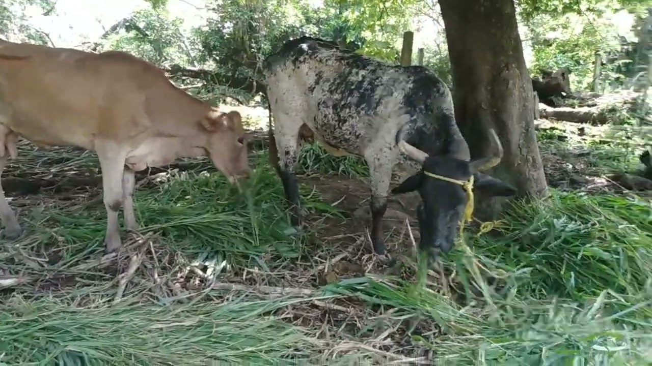 Esta tarde echándole pasto al ganado 