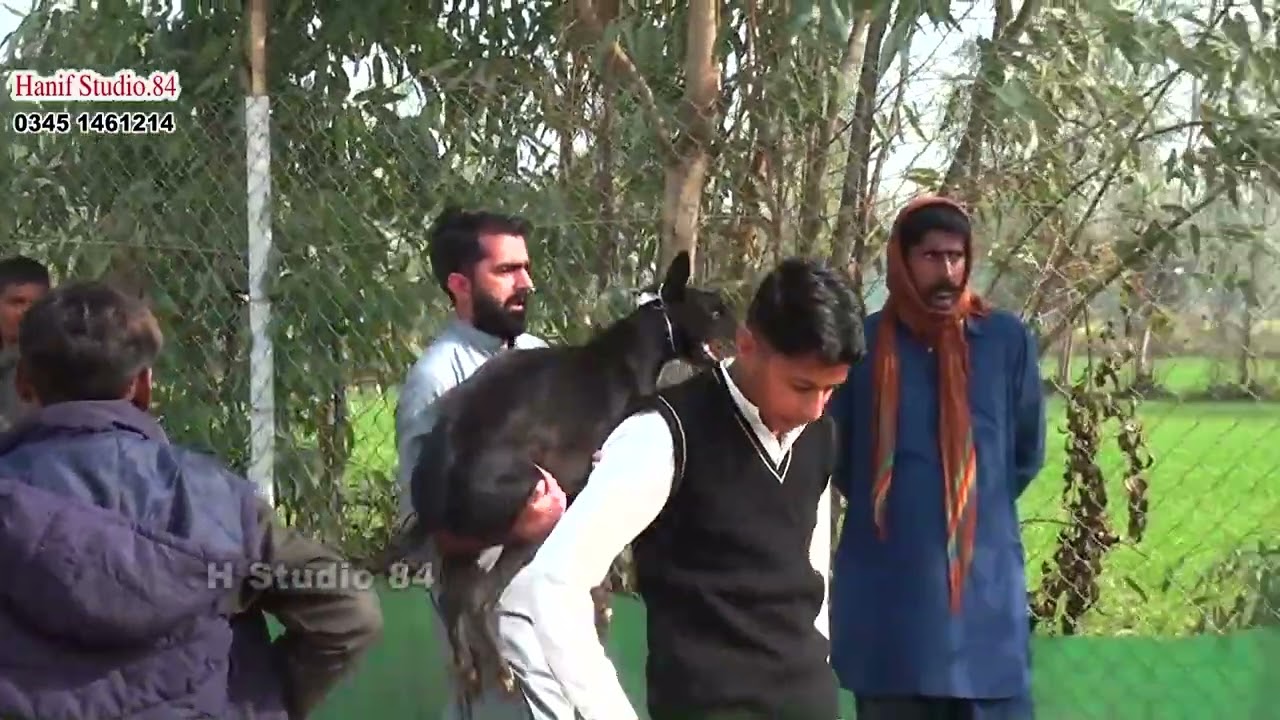 Track race Round 2 Yar Badsha Dhuryana coursing club Dhori 28 Dec 2025