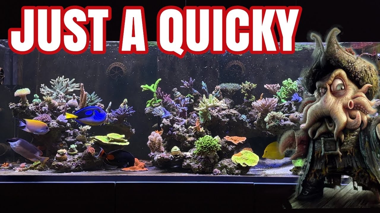 Reef Aquarium - Quicky