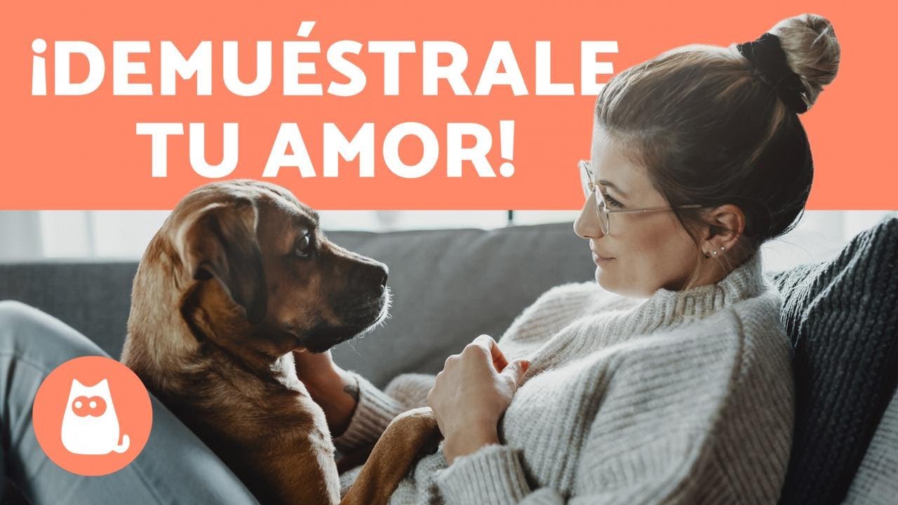 &iquest;C&oacute;mo DEMOSTRAR a tu PERRO que le QUIERES? 🧍&zwj;♀️❤️🐕