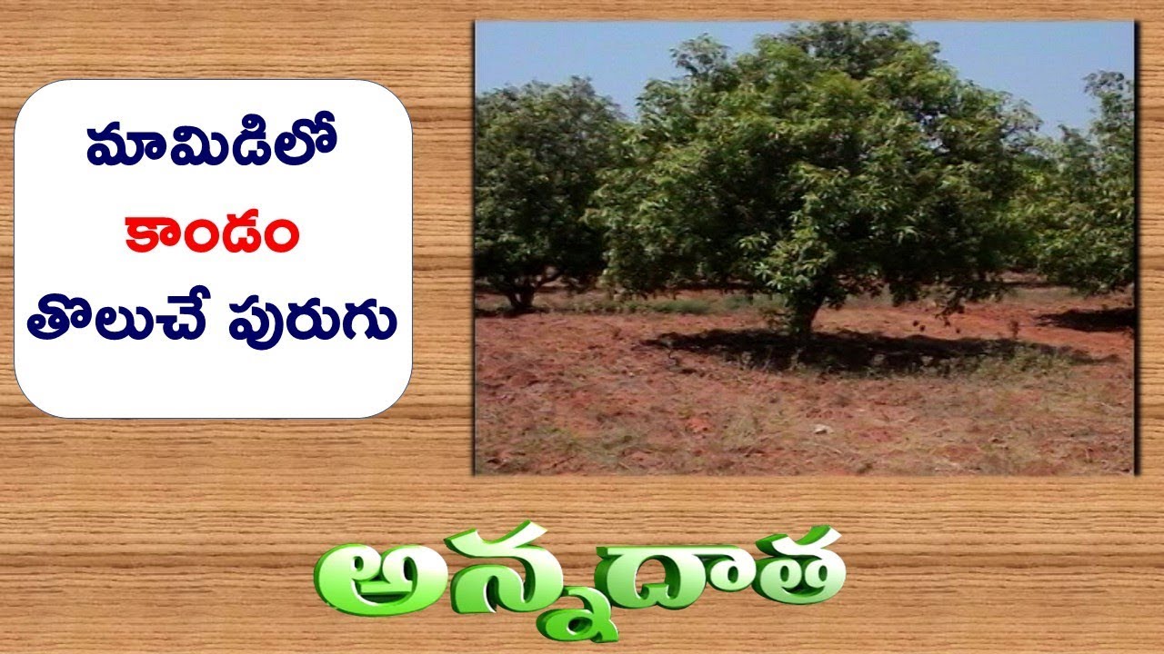Root & Stem Borer in Mango | Control Measures  || ETV Annadata