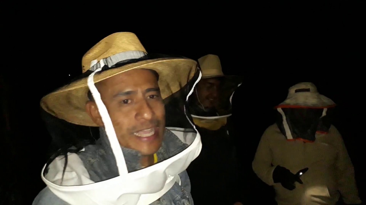 traslado de colmenas