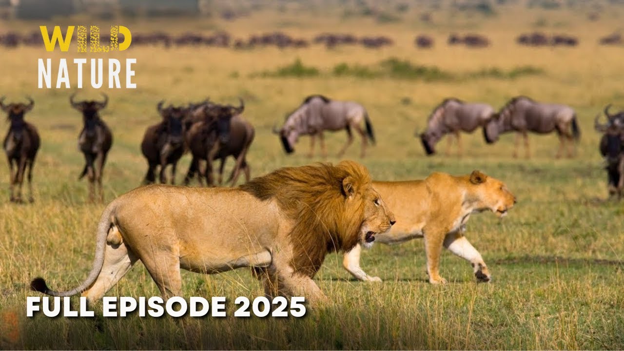 World's Deadliest MEGA EPISODE | 4K UHD | Nature Animal Documentary
