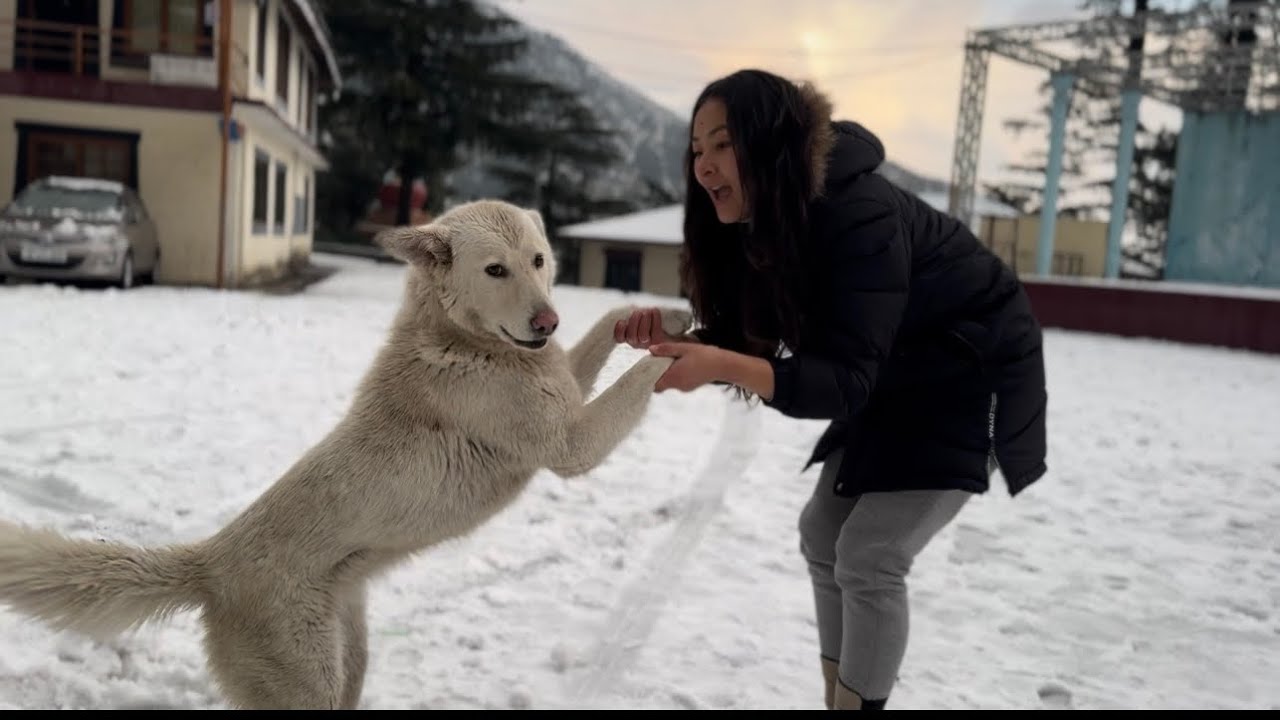FIRST SNOWFALL  OF THE YEAR // DHARAMSALA HIMACHAL PRADESH // TIBETAN VLOGGER //YANGDON LA