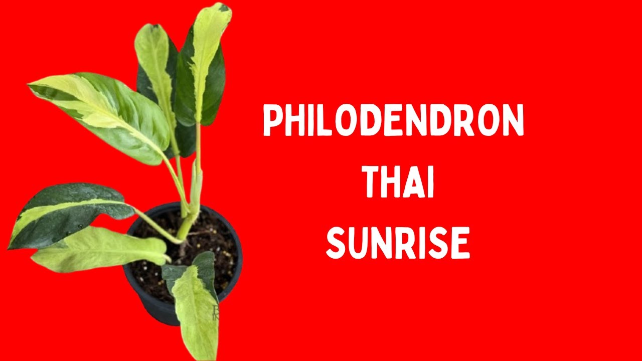PHILODENDRON THAI SUNRISE