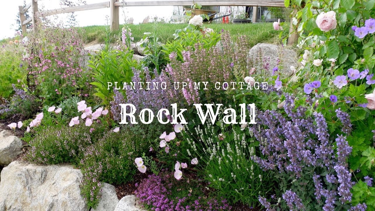 Planting Erigeron Daisies and other Perennials in my Rock Wall