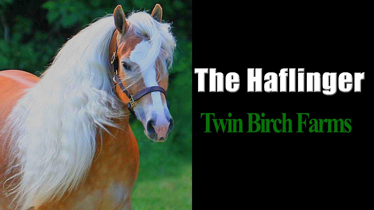 Twin Birch Farms Haflengers — Нью-Йорк