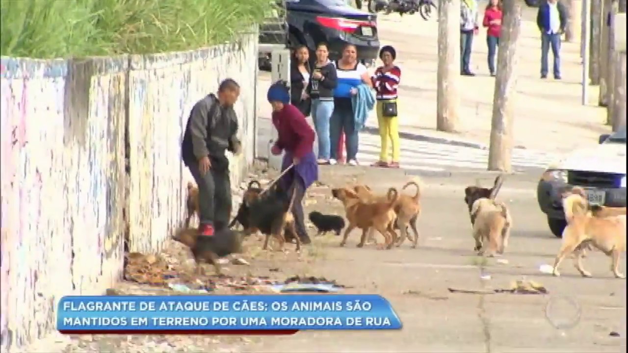 C&atilde;es de moradora de rua atacam moradores da regi&atilde;o de S&atilde;o Mateus (SP)