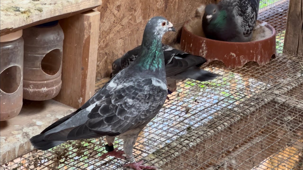 Новая система для молодых голубей на 2024 год – команда Pigeon Racing
