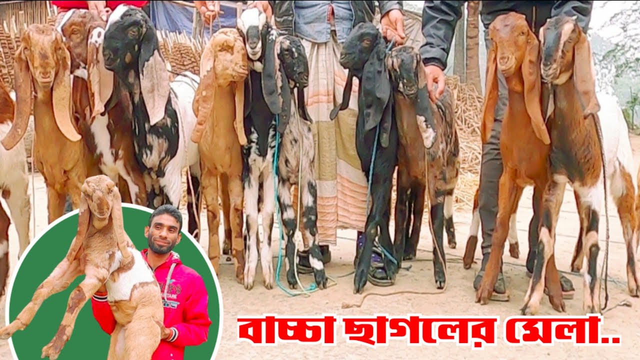 ✅✅আবু ভাই এর নিউ কালেকশন বাচ্চা ছাগল | দর-দাম জানুন সম্পুর্ন ভিডিওতে | Baby goat price | নাটোর |✅✅