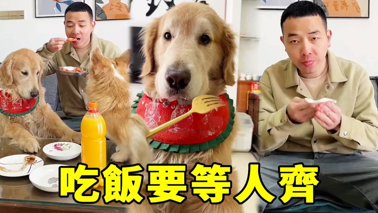 四毛不等媽媽回家就專心乾飯，下一秒被狠狠教育！吃飯等人齊是一種禮節、更是一種禮貌！【起错名的四毛】