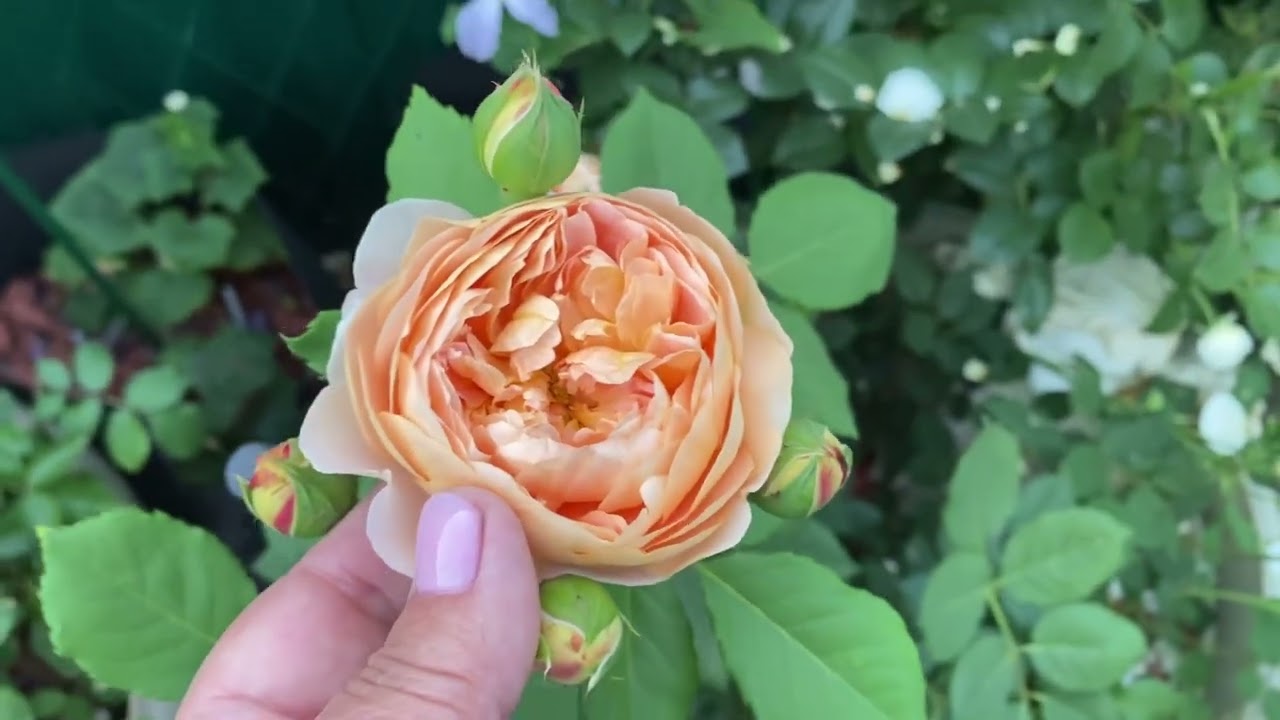 Юстасия Вэй и другие розы первогодки в горшечном садике 🌸🧚🏻‍♀️🌺