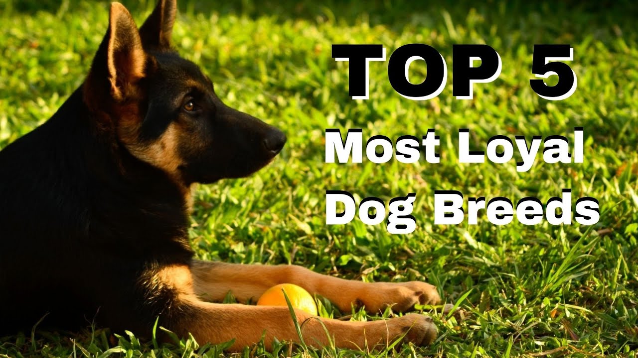 Top 5 MOST Loyal DOG Breeds For First Time Owners!!! 🐶