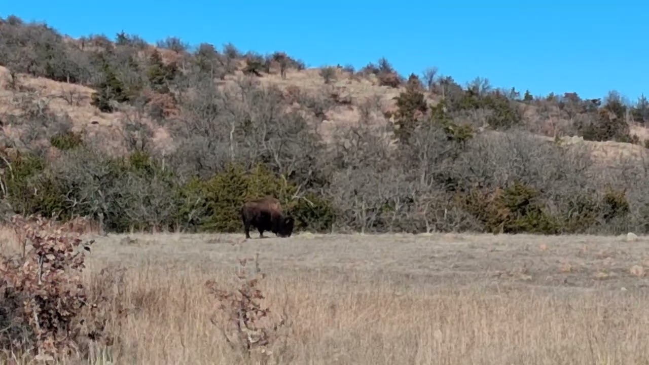Oh, give me a home where the bison roam...🦬 