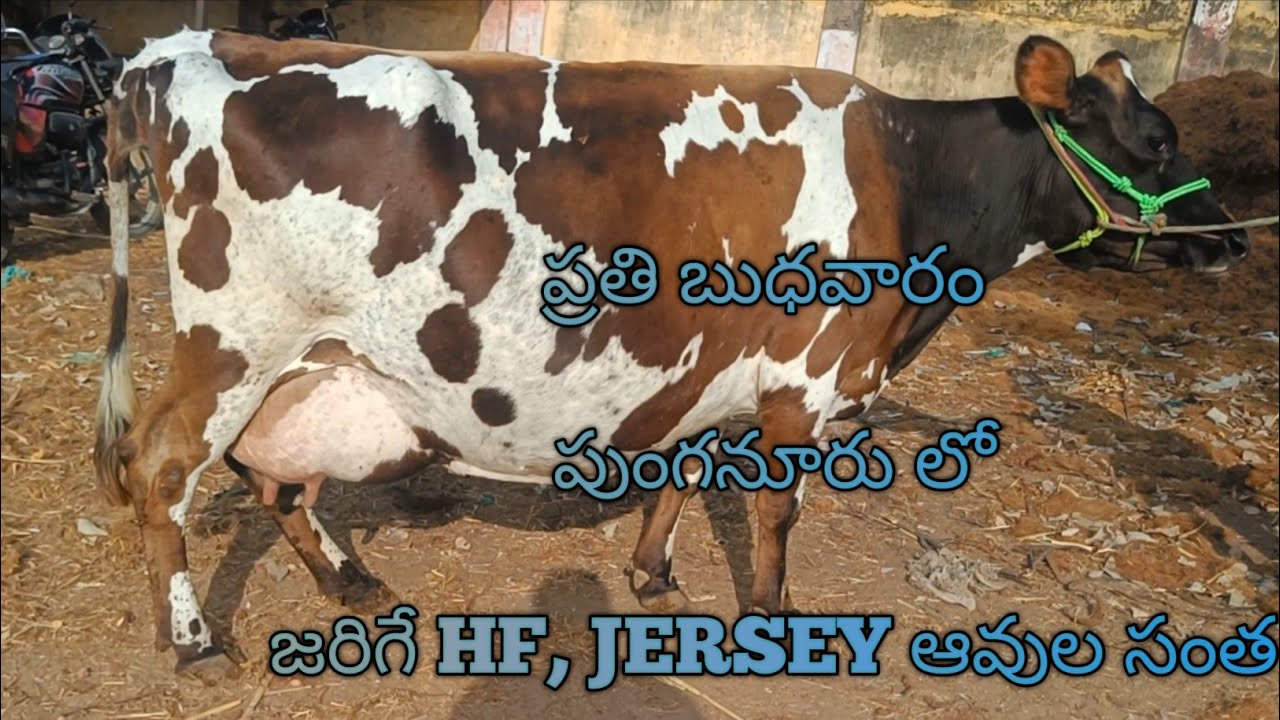పుంగనూరు లో స్వల్పంగా తగ్గిన Hf మరియు Jersey ఆవుల ధరలు