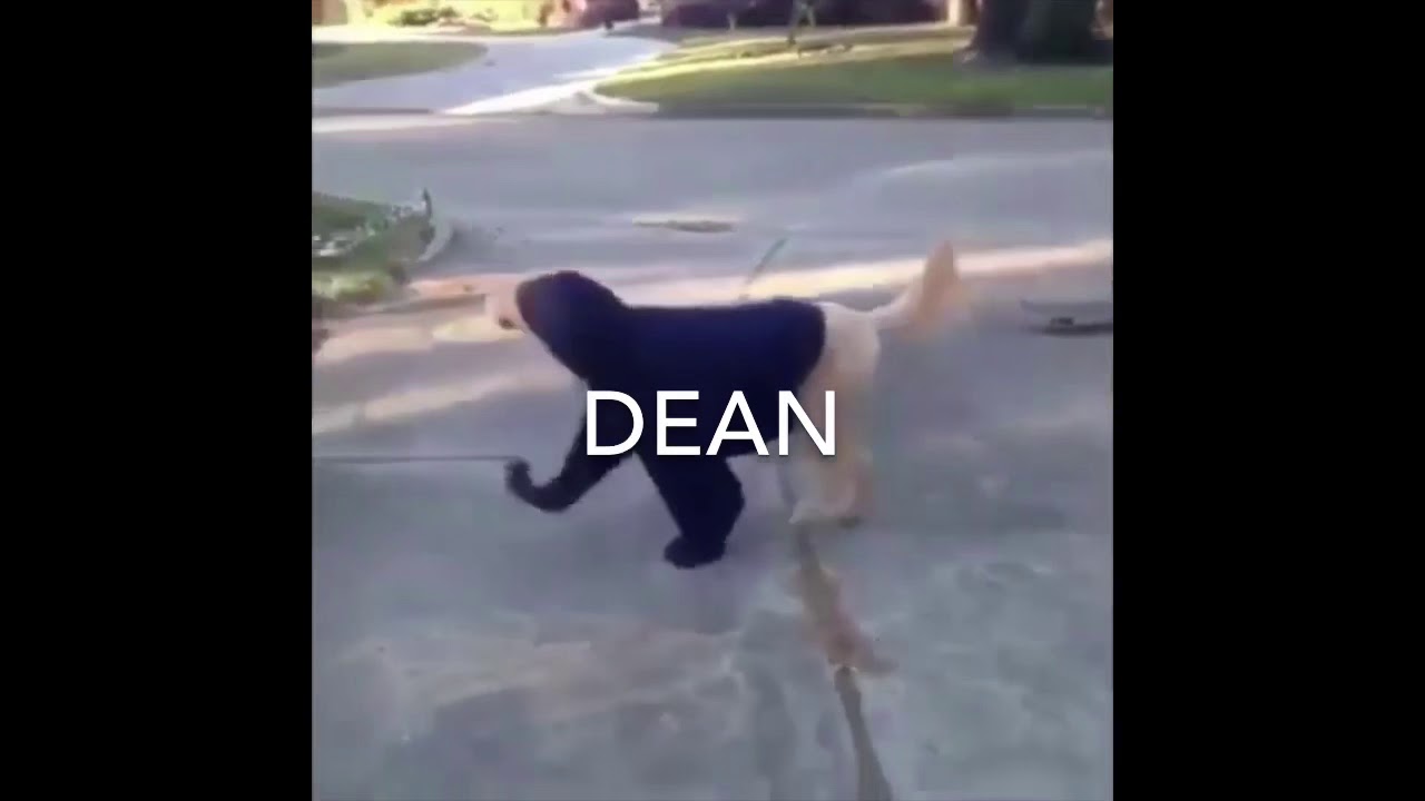 Fanxy Child as Vines