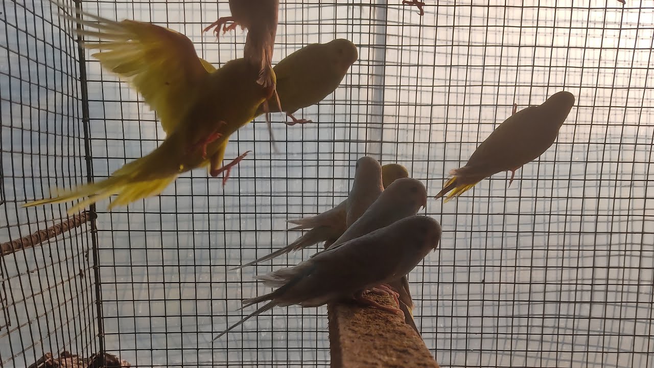 Amazing Budgie Bird