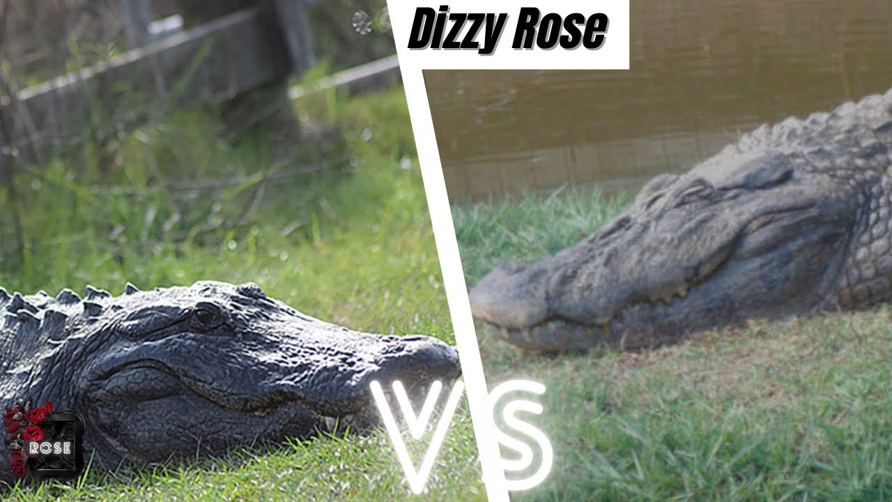 American Alligator vs Black Caiman 2023