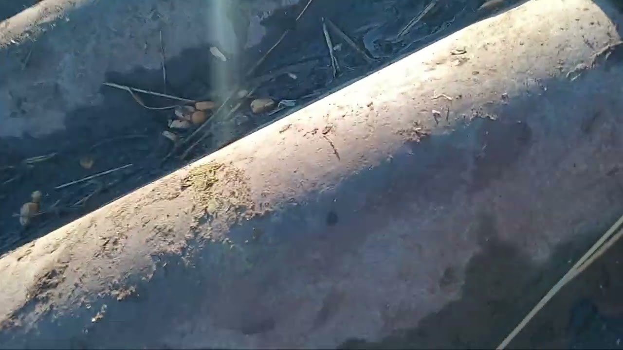 Vlog cu porumbei care trebuie sa faca oua -vlog seara si la animale .🕊🕊🕊