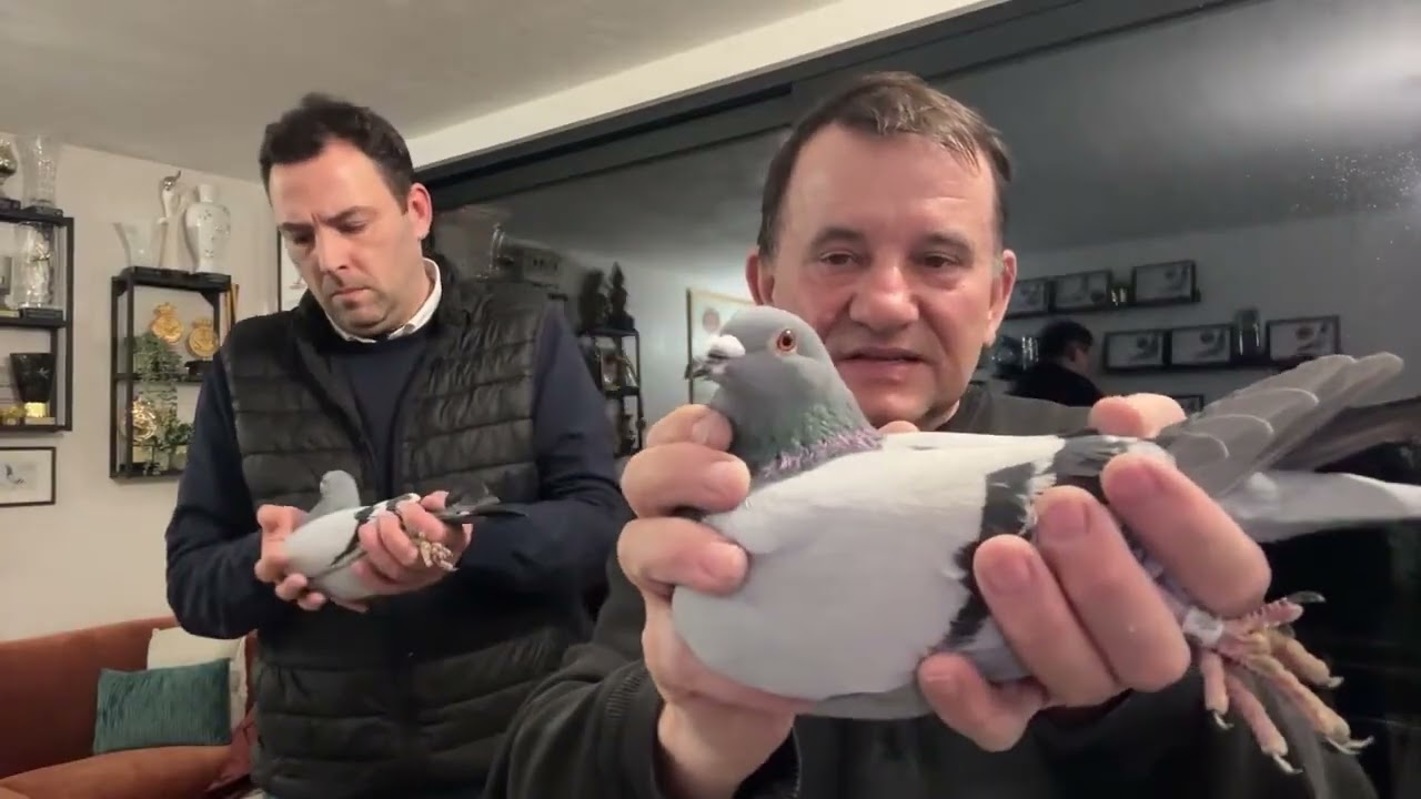 Gołębie Belgia Leutenez Eddy&Maarten  Malik Marek olimpijka kat D super parowanie 513016809 Artur