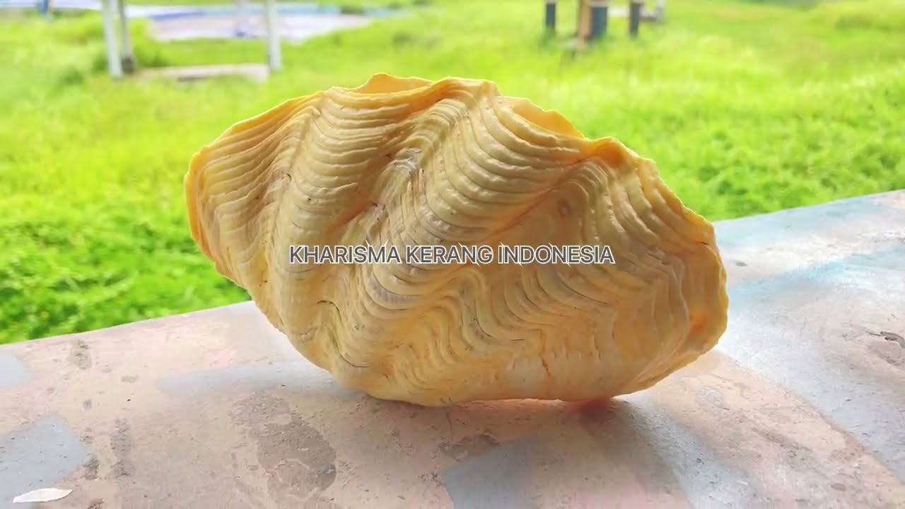 TRIDACNA CROCEA (CROCUS CLAM SHELL) by KHARISMA KERANG INDONESIA