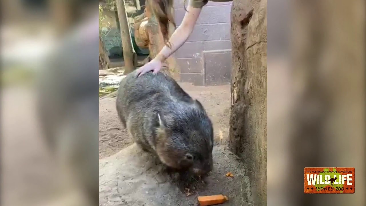 LIVE STREAM- Wombat & Wallaby talk