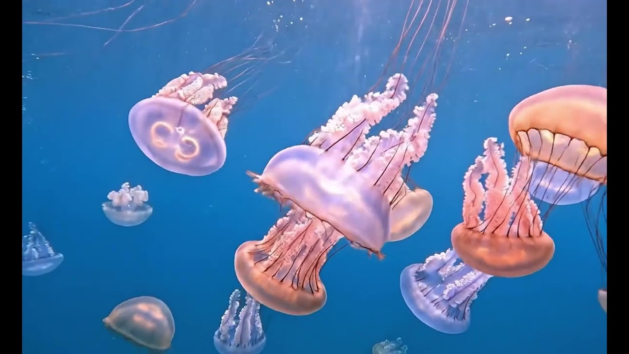 Autism Relaxation Music Slow Motion Gentle Jellyfish for Overstimulation Sensory Friendly calming