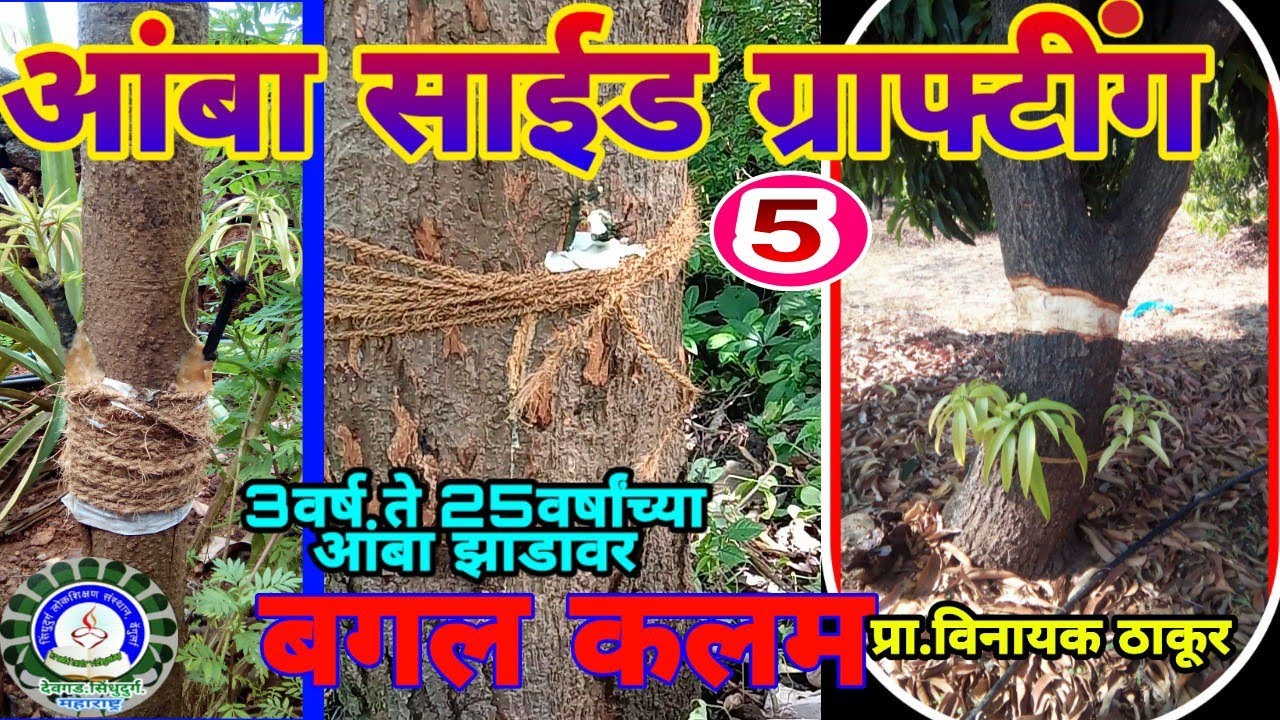 आंबा बगल(खुंटी)कलम 25वर्ष वयाच्या झाडावर कलम करणे/Mango Side Grafting on 25Yrs old Tree/ Aamba Kalam
