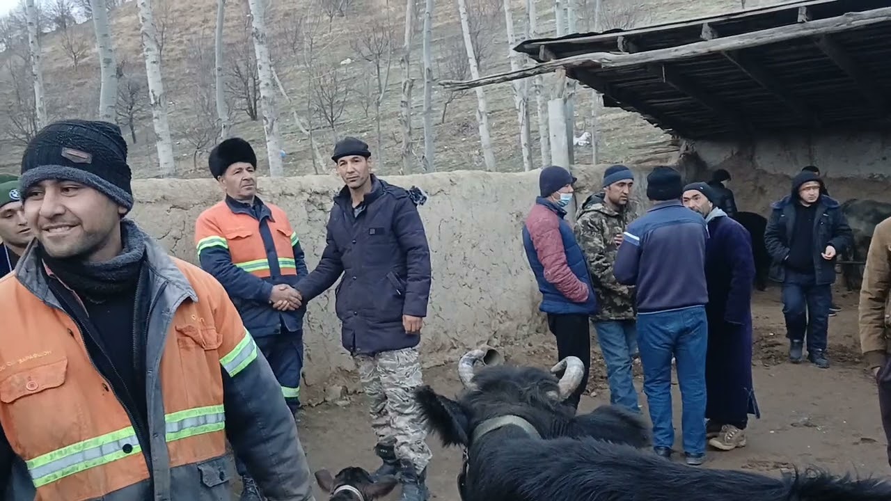 МОЛБОЗОРИ НОВИ ЧУМБОГ Ш ПАНЧАКЕНТ 05 02 2026