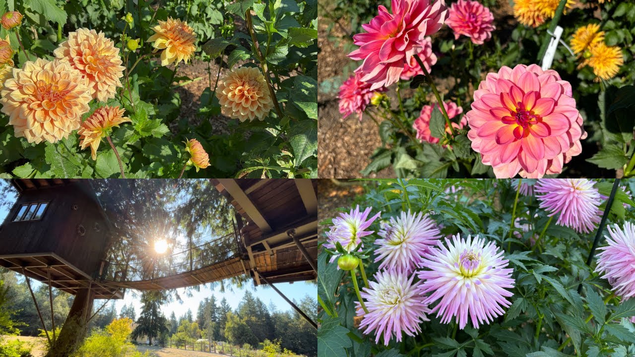 Seattle Vlog | Dahlia Gardens | Volunteer Park | Big Rock Park Treehouse
