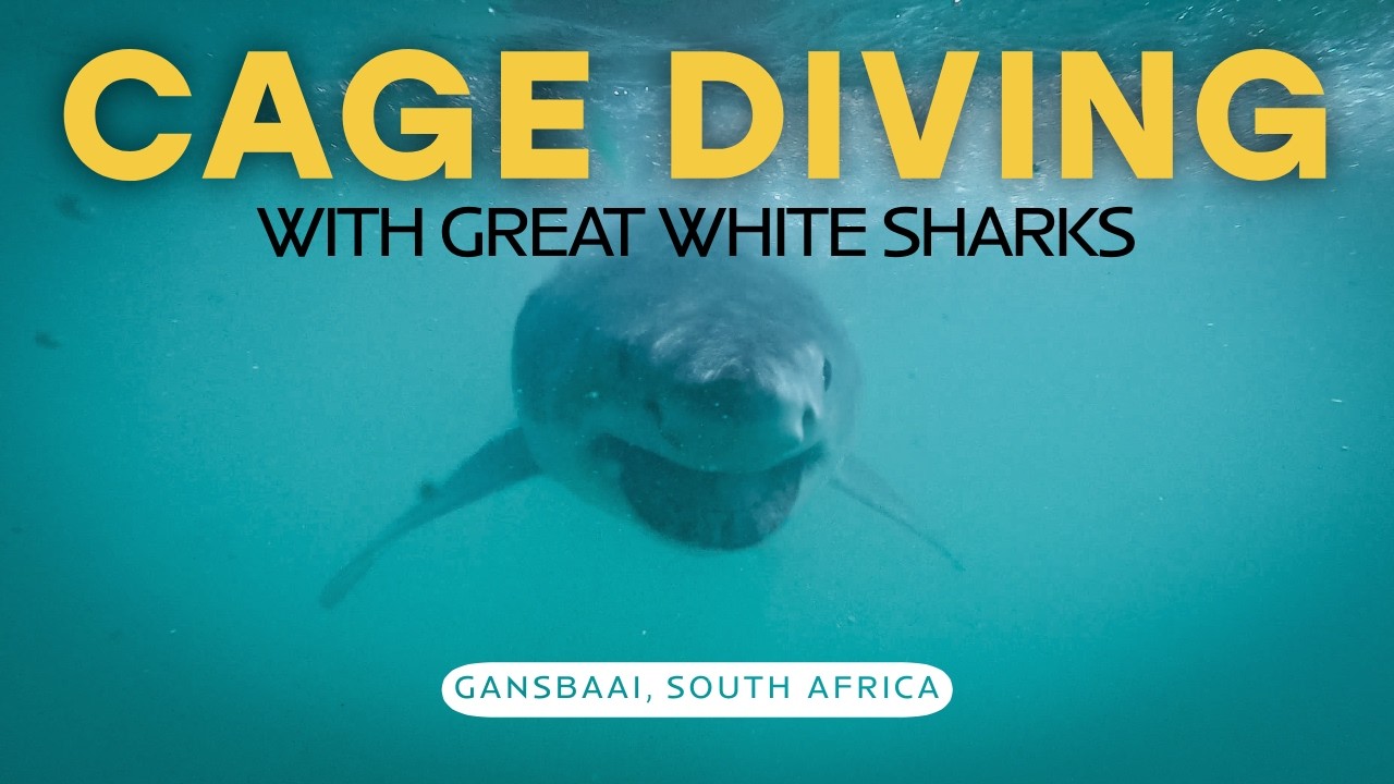 Cage Diving with GREAT WHITE SHARKS in South Africa