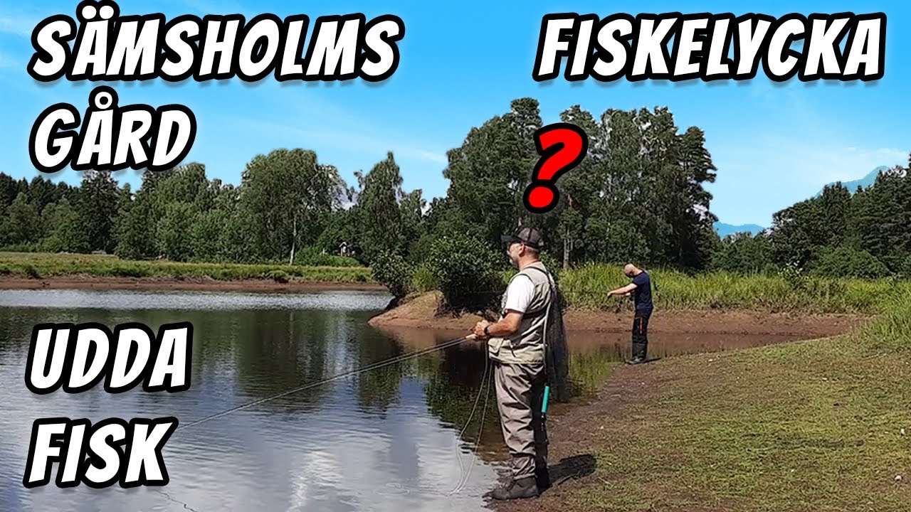 Flugfiske Efter Regnbåge Med Udda Fångst | Fiskelycka