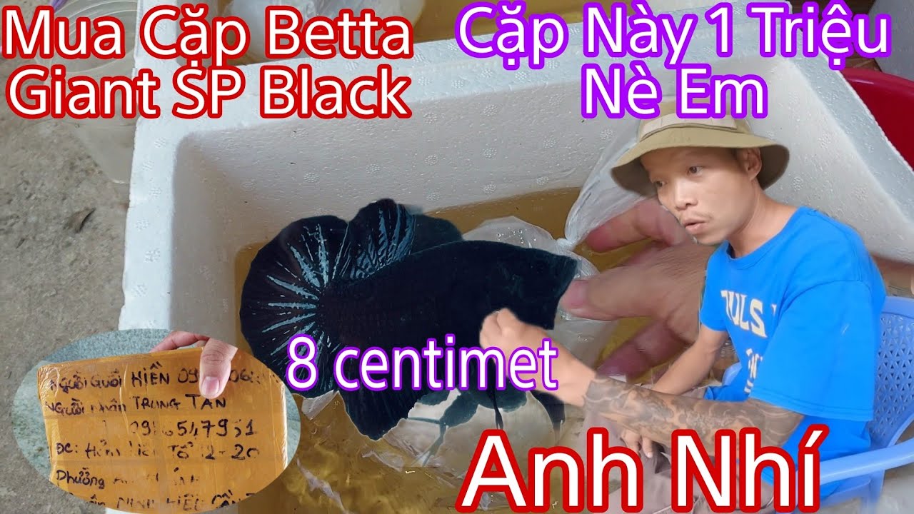 Chơi Lớn Nhập Cặp  Betta Giant SP Black Giá 1 Triệu Của Anh Nhí Betta