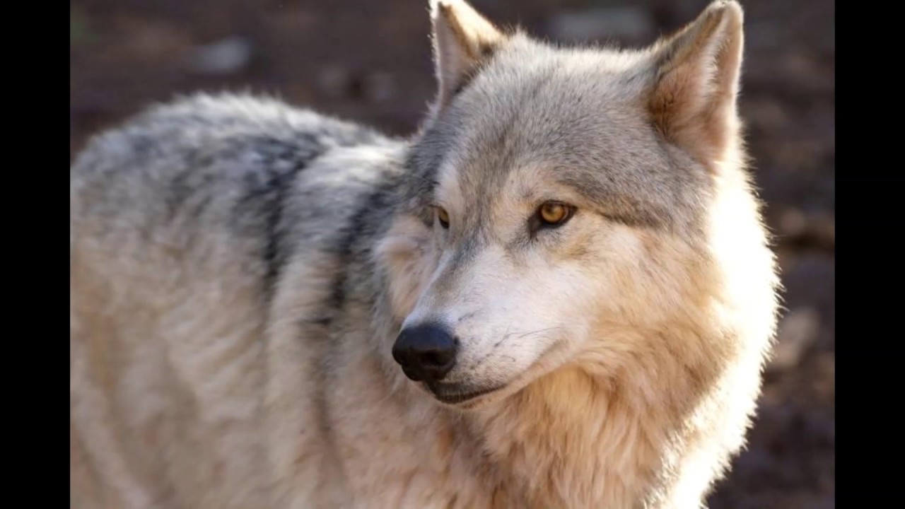 ~Harry and Ginny Love Story Episode 4~