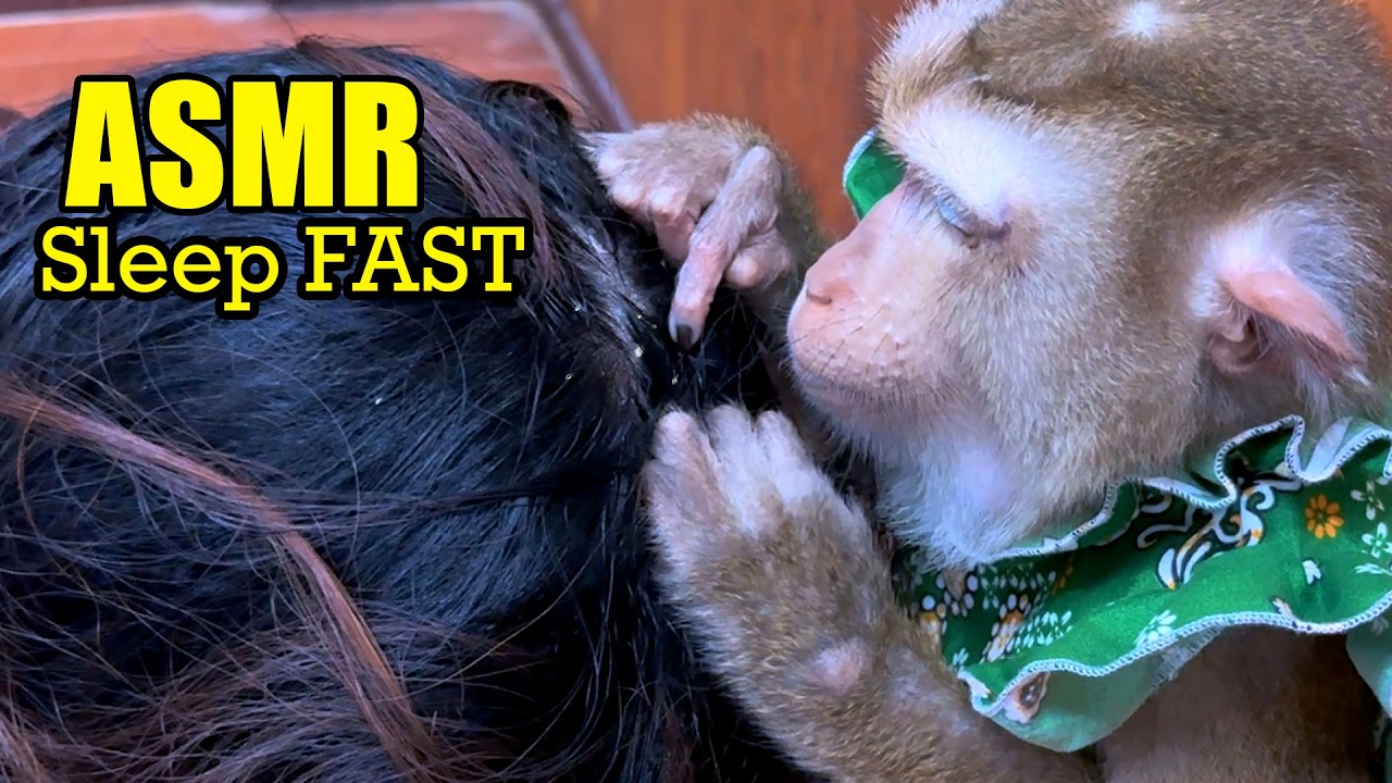 Soothing Monkey ASMR | Gentle Grooming to Calm Your Mind & Sleep Fast