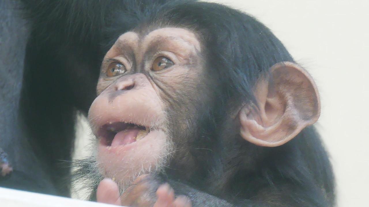 ジュウザのもぐもぐタイム　かみね動物園　チンパンジー　202602