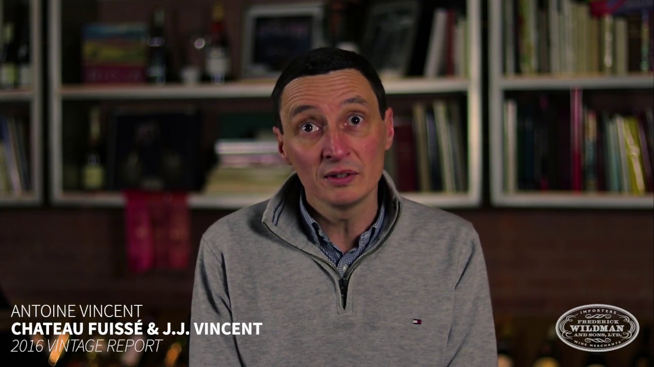 Antoine Vincent 2016 Vintage Report at Chateau Fuissé