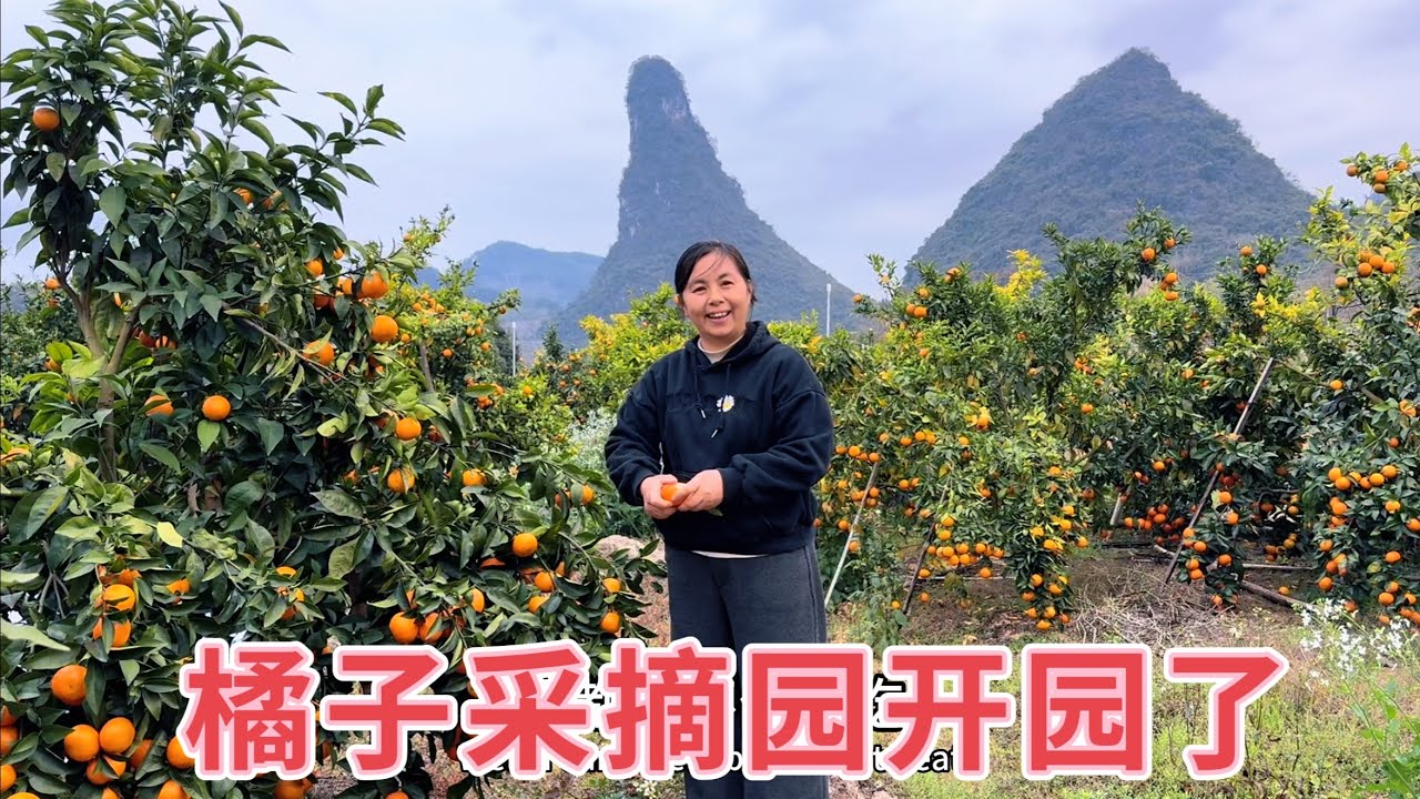 橘子采摘园恢复营业，没想到第一天就收到惊喜，又甜又多汁，看看能卖多少钱一斤