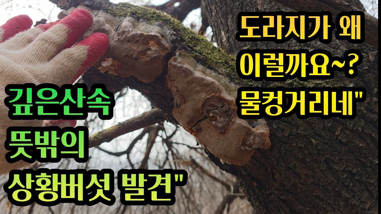 도라지 찾아 헤매다 개복상황 발견! 더덕까지 건진 산행 기록...