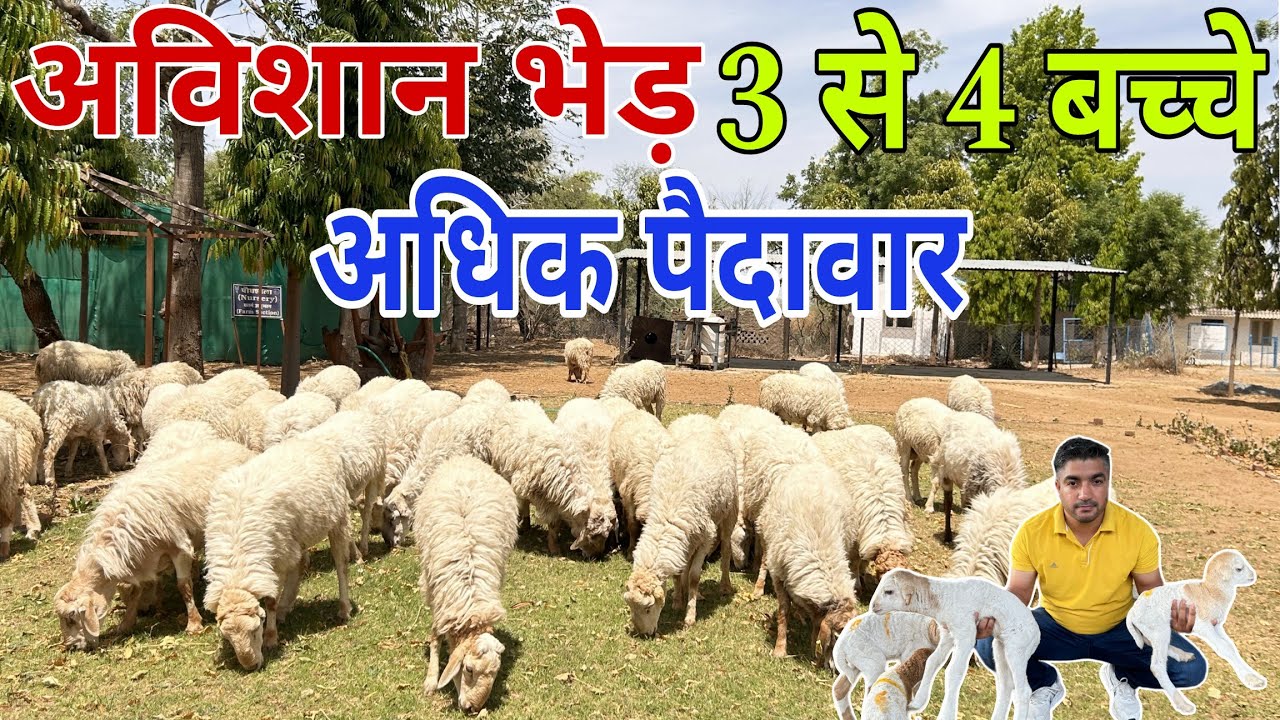 अविशान भेड़ 😍 पालन में अधिक मुनाफा // चार बच्चे देने वाली भेड़ 👍 Avishaan Sheep CSWRI 