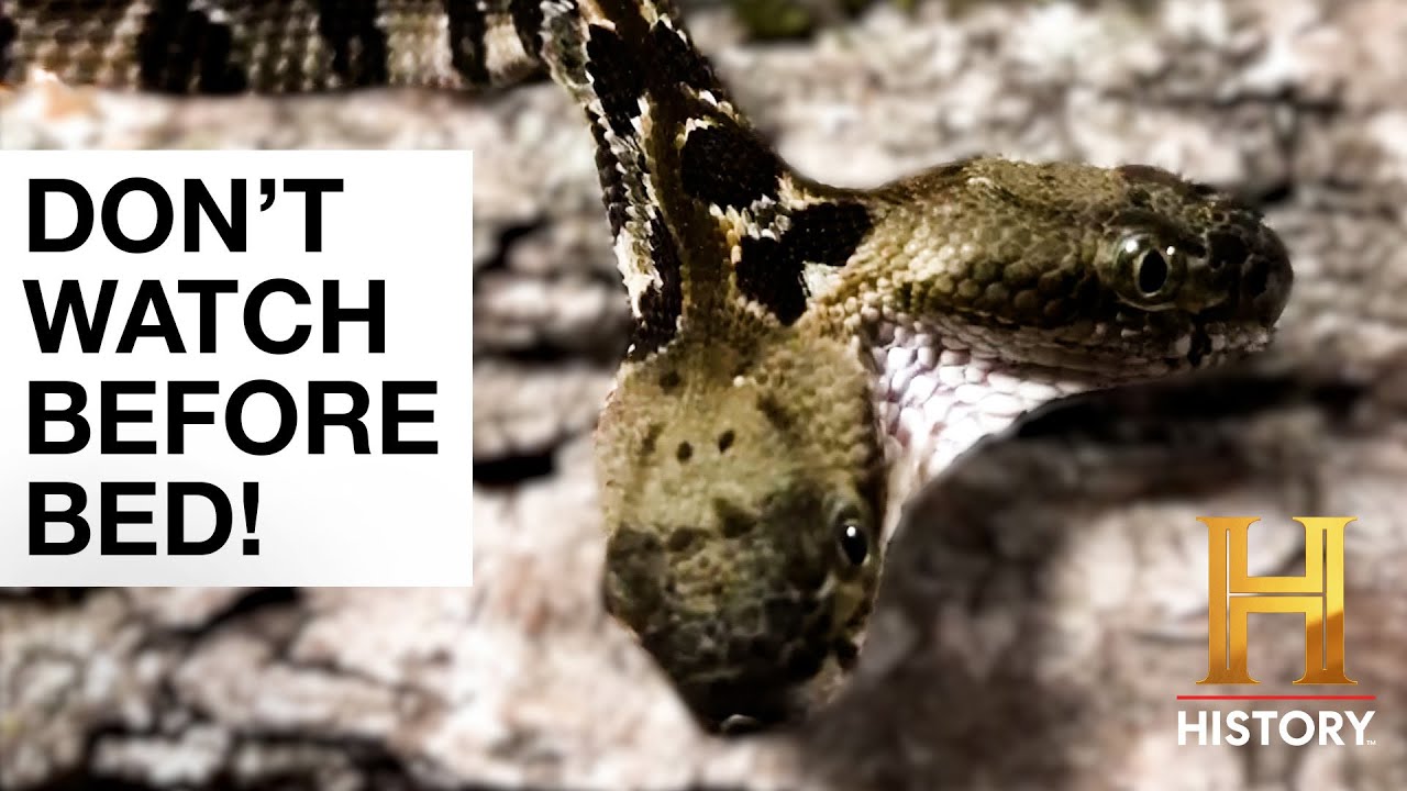 The Proof Is Out There: Top 6 Alien Snake Encounters | History