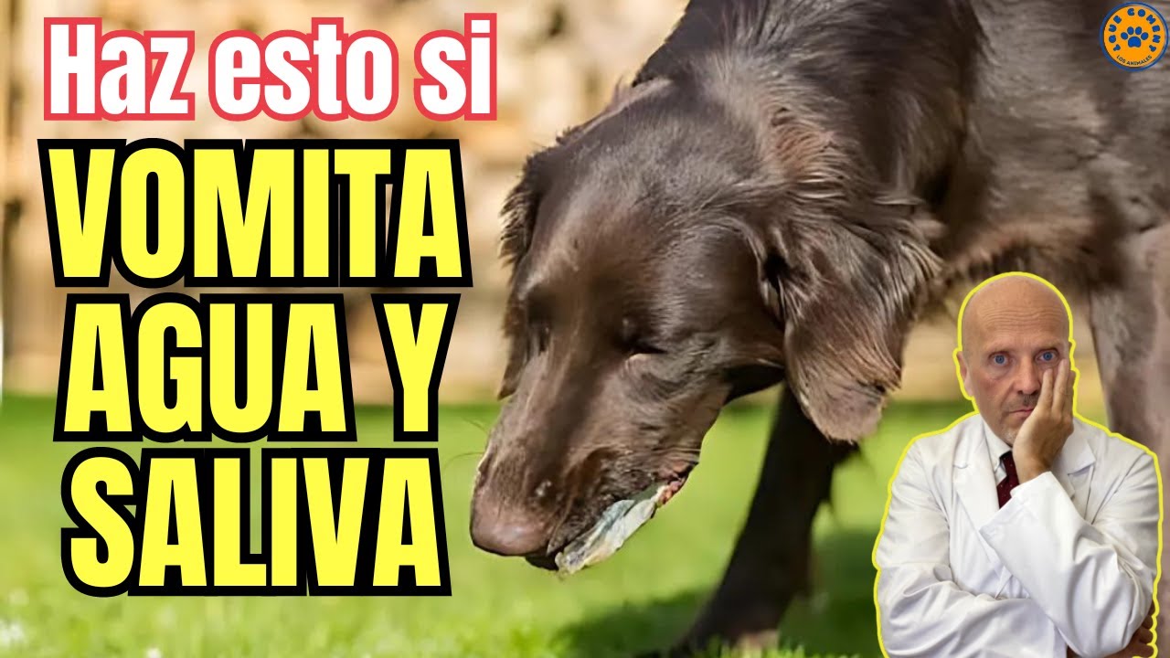 🆘 MI PERRO VOMITA AGUA Y SALIVA Y NO QUIERE COMER ¿QUE HAGO?🆘