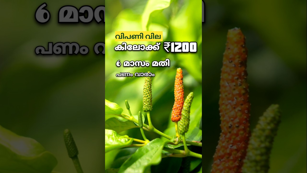 6 മാസം കൊണ്ട് പണം വാരാം!  ഈ ചെടിയുണ്ടോ? #krishi #farming #plants #garden #tips