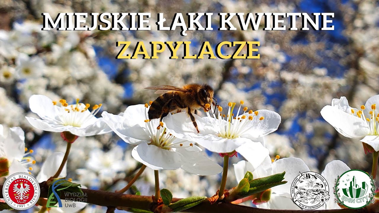 EDEN CITY - nasi przyjaciele, zapylacze  | ODCINEK 2