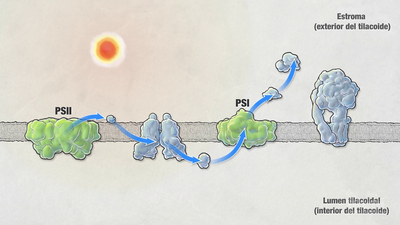 Fotosíntesis | Video HHMI BioInteractive