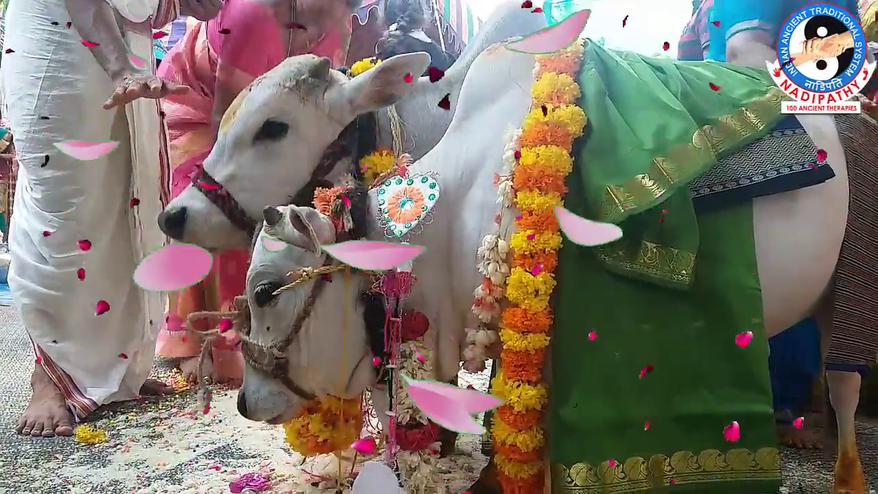 Miniature punganuru Cow and Bull Marriage  At kakinada #  Govu Kalyanam Cow Wedding Celebarastion