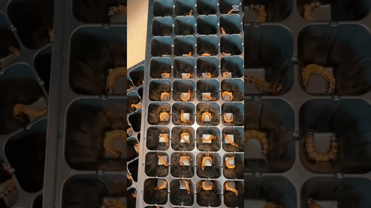 Easy to superworm breeding box #diy #shorts