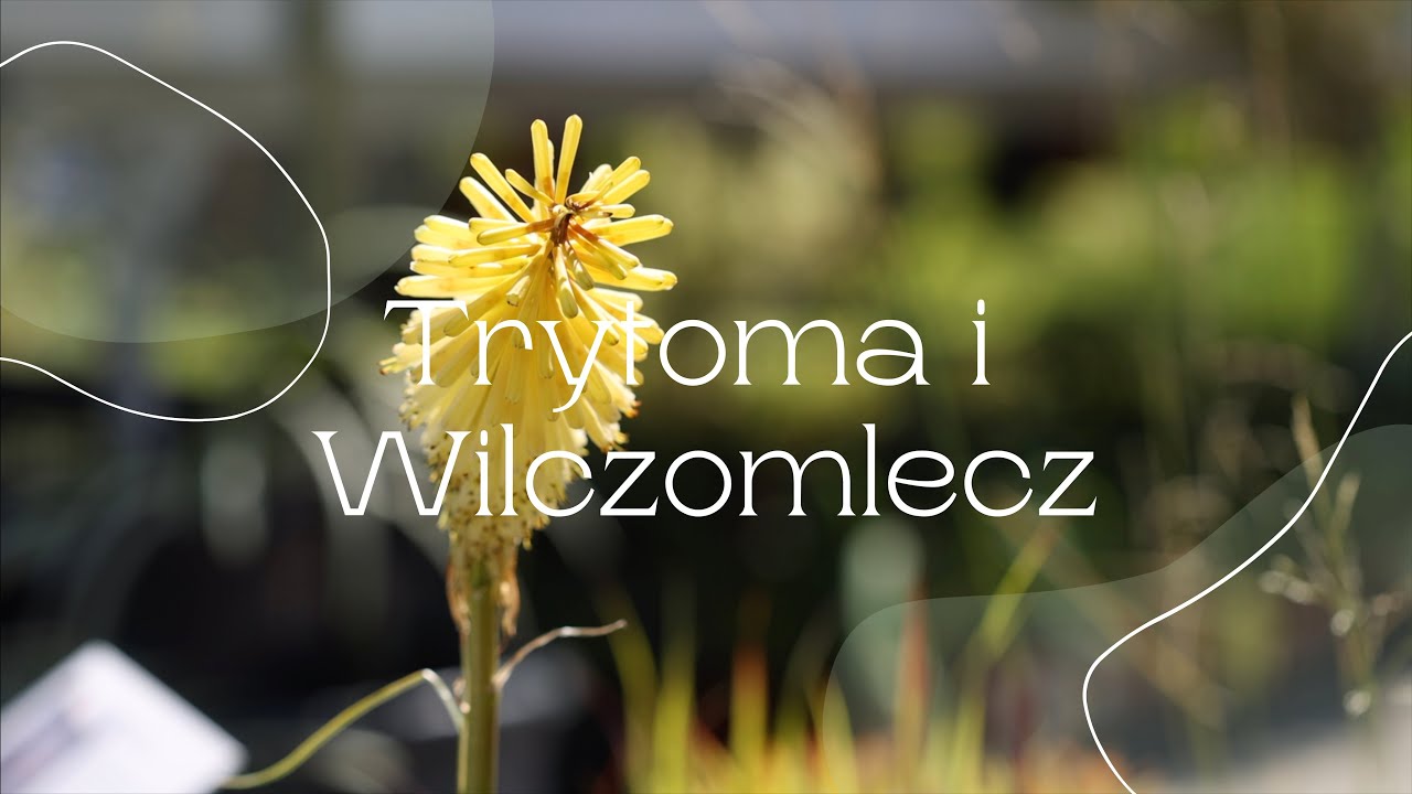 Trytoma i Wilczomlecz
